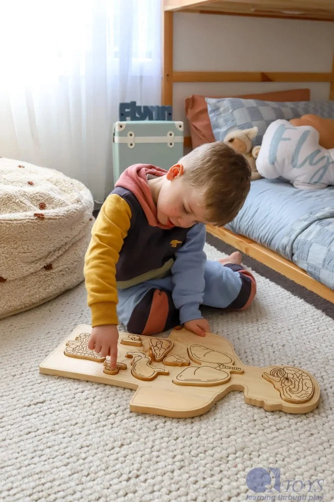 QToys Australia (USA)  Wooden Anatomy Puzzle