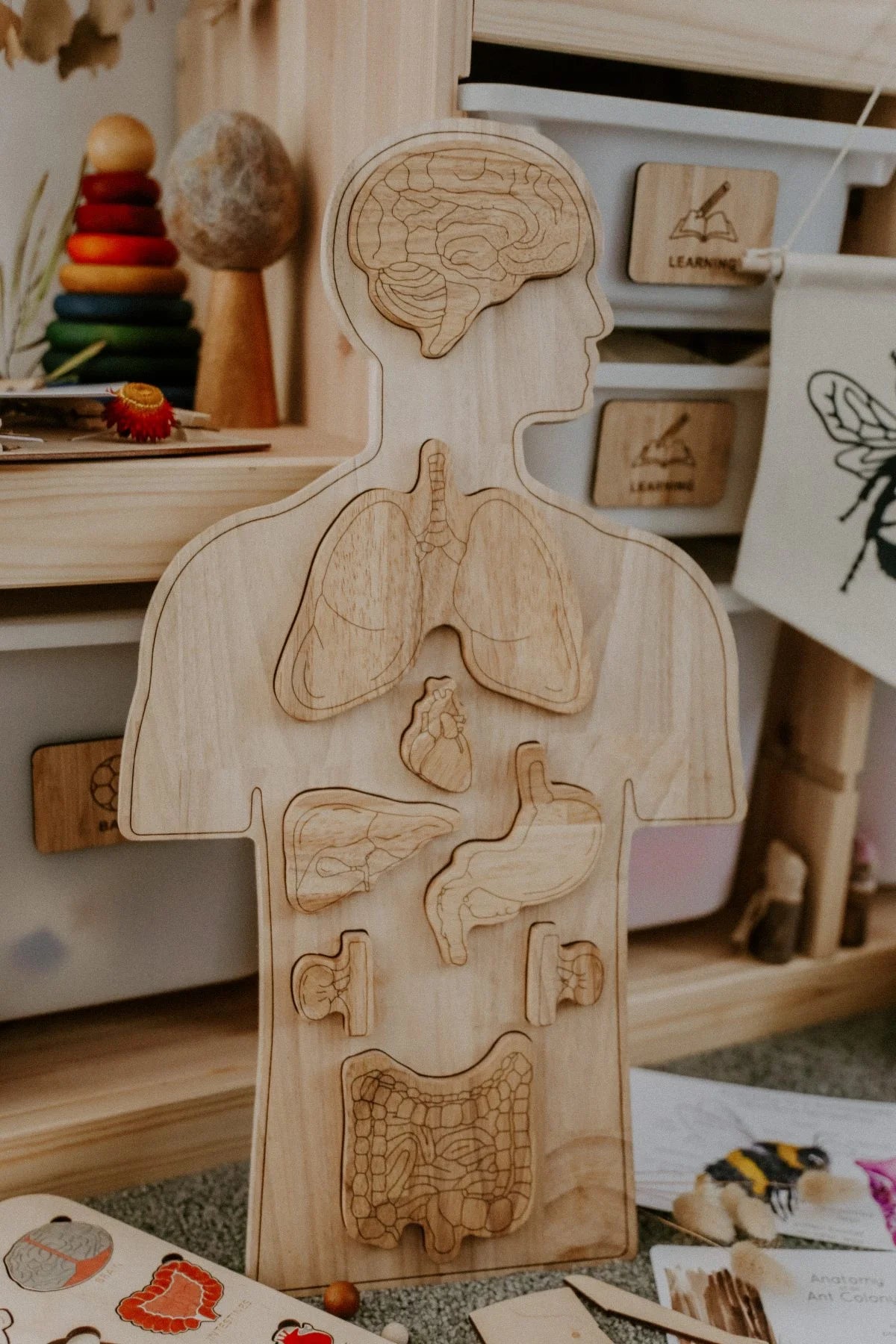 QToys Australia (USA)  Wooden Anatomy Puzzle